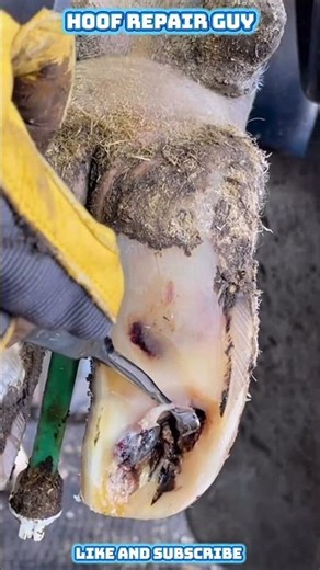 Extreme Hoof Necrosis Removal | Deep Cattle Hoof Repair Infection Cleaning #hoofrepair #satisfying