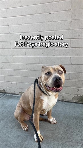 First and foremost, Fat Boy’s mom is safe 🤍 I’ve been in communication with his owner, and let me tell you… this dog is SO loved. She’s had him since he was 8 weeks old. He’s her emotional support animal, and leaving him here was something she never wanted to do but at the time it was her only option. Our goal is nothing more than to reunite Fat Boy with his mom. Right now, we just need a foster to help bridge the gap while she settles into her new life and gets back on her feet. Fat Boy is 2 y