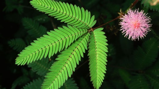 Le Mimosa pudica, une plante décorative qui réagit au toucher - RTBF Actus