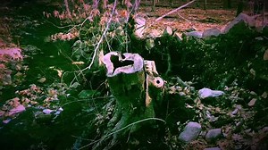 12K views · 435 reactions | My friend Larry made me this beautiful nature video - complete with a heart. Take a self-care minute and let nature heal you... xo Cheryl | Cheryl Richardson | Facebook