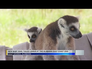 Endangered lemur gives birth at Alabama Gulf Coast Zoo