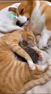 1.9M views · 37K reactions | Shiba: Snoring / Cat: Not Anymore.  #shiba #cat #funnyanimals #shorts #dog #AI | Mizopets | Facebook