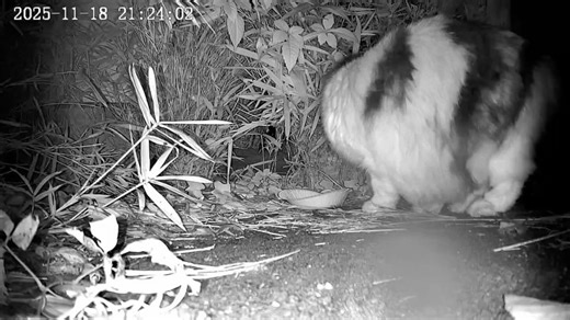 petrescue on Instagram: "神奈川県 みーちゃん 行方不明日時:11月13日22時30分ころ 保護日時:11月25日04時00分ころ 出張担当:小久保 警戒心:あり 飼育環境:室内 失踪状況:ベランダ側の窓が開いておりそこから逃げてしまった 捜索状況:翌朝の05時30分から家の周りと近所を確認したが見つからない 11/18 ご依頼を頂きお伺いしました。家の周りの状況を確認するとベランダ側の目の前のお宅は、お庭がかなり広く畑もあり、隠れられる所に行こうとするとかなり歩かないと辿り着けない状況でした。 が、自宅の数件隣には空き家があり、そこは隠れるには非常に都合の良さそうな所でした。 飼い主さんもそこを非常に気にしておりましたが、入るにはかなりの草木が生えており侵入は困難だった為、カメラを置いて様子を見る事にしました。 すると、21時30分頃お腹を空かせていたのかみーちゃんが現れました。 警戒していたのか少ししか食べていませんでした。 11/19 捕獲器を設置し待機しましたが、捕獲器の周りのニオイを嗅いだり、捕獲器の反対側に周りアクリル板から手を伸ばして取ろうとしたり