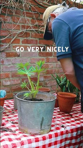 Growing lupins in pots