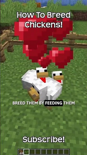 How To Breed Chickens In Minecraft?!