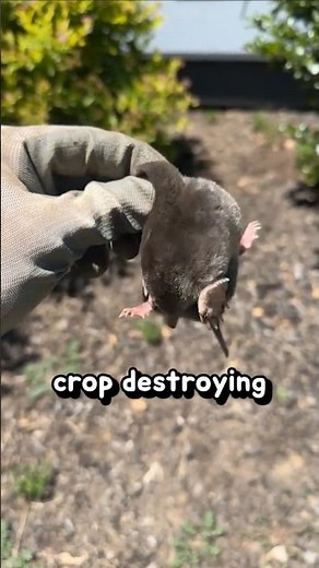 Mole Exterminator for Farmers 🛠️