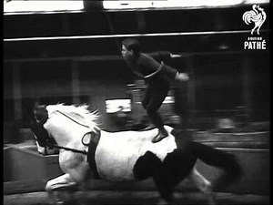 Performing Cattle (1950)