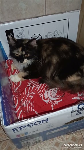 Mom Ochin Gives Birth #catlovers#kitten#cute