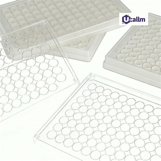 Which Laminin Isoform Should I Use for Stem Cells?