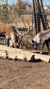 We’ve been radio silent around these parts as we have been focusing on other, non reindeer, projects during the rut season. Training and working the reindeer always takes a back seat while we give the bulls space and alone time with their girls. Now that the breed season is over, and we have separated the bulls from the cows, Oakley has gotten a chance to play with his dad and it has been pretty cute to watch! | Riverdale Reindeer