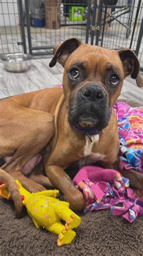 20K views · 276 reactions | Rubi is looking for her Foster to Adopt!...