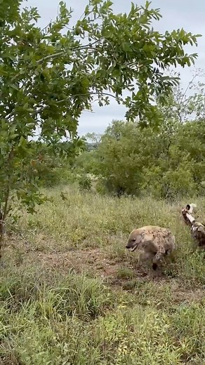 1.5M views · 23K reactions | WILD DOGS VS HYENA! This interaction never gets old! The hyena’s dramatic calls always make me laugh, they feel so sorry for themselves in these moments! Nkorho Bush Lodge, Sabi Sand Game Reserve. #hyenas #wilddogs #predators #interaction #sabisand #funnyanimals #endangeredspecies #africa #africananimals #africanwildlife #fblifestyle #wildlife | Deon Kelbrick | Facebook
