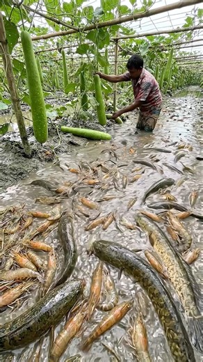 Wow! Amazing Polo Fishing Videos ! Best Big Fish Catching ! Primitive Technique fishing #fish #india