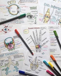 1.9K views · 68 reactions | Can you beat these anatomy notes of other students and show us your own production? | Human Anatomy Education | Facebook