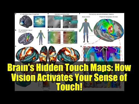 Brain's Hidden Touch Maps: How Vision Activates Your Sense of Touch!