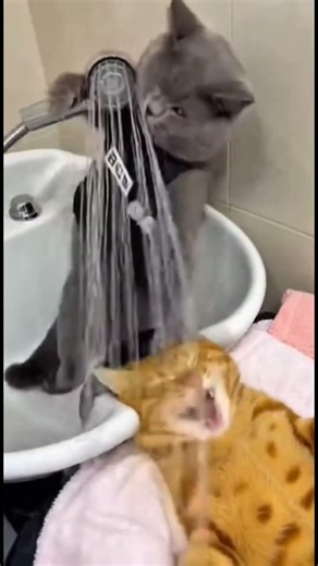 This kind of pet spa is an absolute SOS!” 🐈🛁 #meohaihuoc #thucung #funnycats #cute #pets
