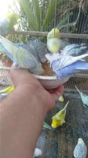 Discover the Joy of Colorful Budgies and Relaxing Bird Sounds