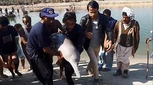 6.9K views · 225 reactions | First successful Indus River dolphin...