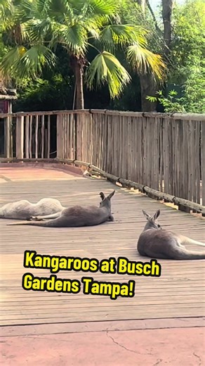Kangaroos at Busch Gardens Tampa!