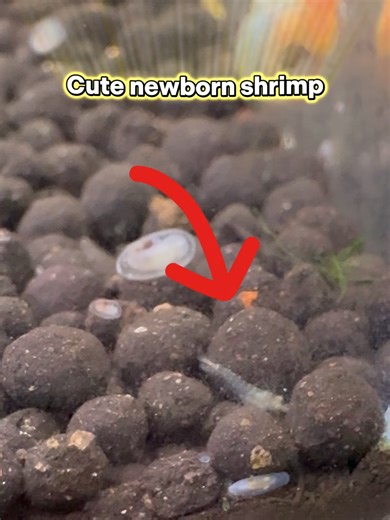 Cute Newborn Shrimp in a Planted Aquarium