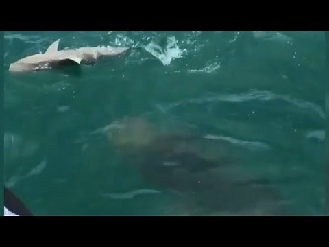 Watch 500-pound goliath grouper swallow shark in one gulp