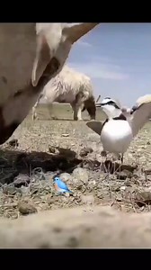 "A brave bird protecting its eggs from a curious goat! Nature is full of little battles. 🐦🐐 #NatureMoments #Wildlife" | Eyes on nature