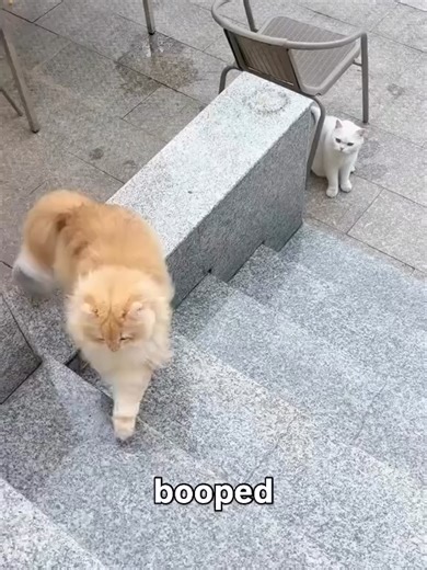 Boop Boop Boop 🥎 #parati #foryou #cats #gatos #gatostiktok