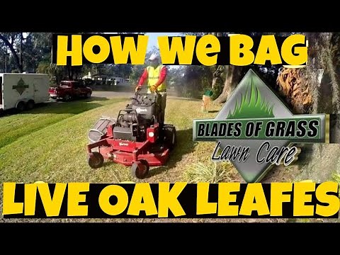 Bagging leaves with the accelerator leaf bagger