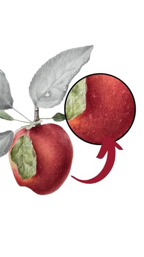 🍎 The secret to painting a realistic apple isn’t just the red, it’s the soft light spots that make it look alive. In watercolor, those gentle highlights bring the fruit its freshness, depth, and glow🎨🤩 | Kristine ART