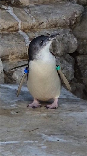 Adorable fairy penguin sounds with seagulls yapping in the background #penguin #birds #seaworldau