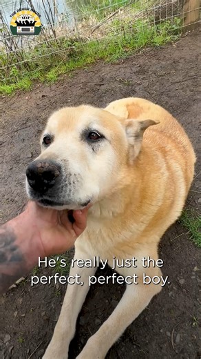 1.2M views · 67K reactions | Horatio is our resident old retired man. He is the type of dog that that thrives at the sanctuary. He's living the most peaceful, beautiful life enjoying nature and his lunch ❤️ | The Asher House | Facebook