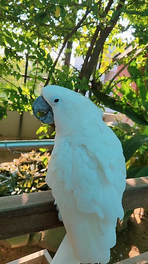 14 reactions | Adorable cockatoo 懶 #birds #parrot #cute #viral #cockatoo | The Reels Parrot | Facebook