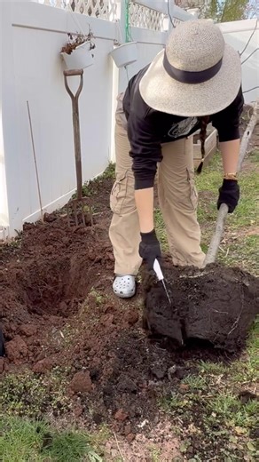 Transplanting an apple tree grown from the cedar container into the ground so it can grow strong 🌿