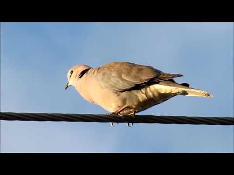 Cape Turtle Dove calling
