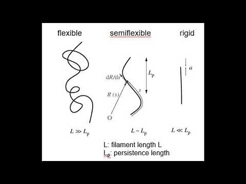 Protein-DNA interaction | Major/minor groove effects | Movement of proteins on DNA