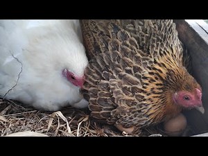 2 broody hens sounds when you get near her - 2 angry chickens sounds