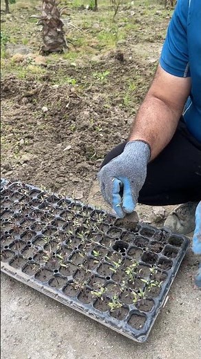 How to build a flourishing vegetable garden from scratch #gardening #howto #agriculture