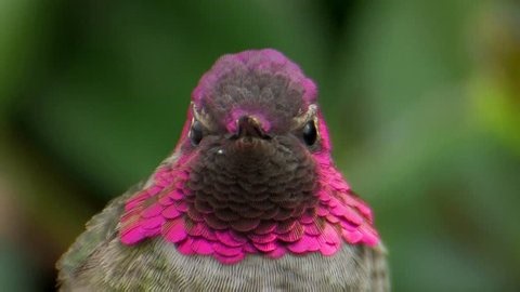 Annas Hummingbird Stock Footage Video (100% Royalty-free) 908680 | Shutterstock