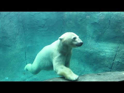 頭上で泳ぐホッキョクグマ―円山動物園にオープン