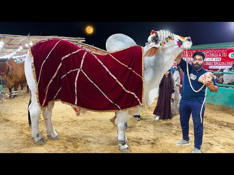 1 CRORE KA JANWAR PASAND AA GAYA | SODA HO GAYA ? 😱| SYED FAHAD 
