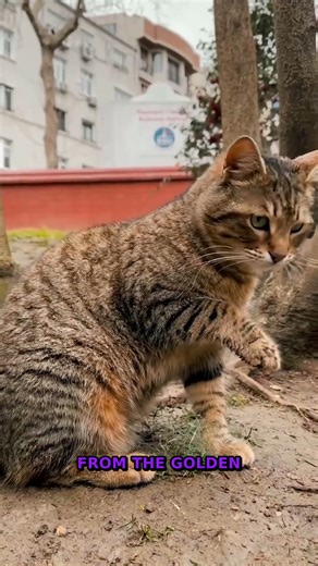 WAIT! Secret Geometry Hiding Everywhere | Real-World Ratios