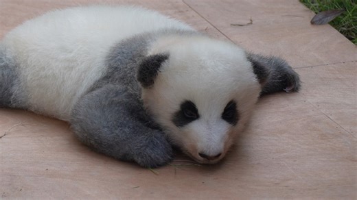 iPanda on Instagram: "Unique color scheme + inverted triangle face shape + heart-shaped eye patches = the one-of-a-kind panda cub! 🐼 🐼 🐼 #special #amazing #cute #panda #HiPanda #PandaFun #ChengduPandaBase #HowGiantPandasGrowUp For more panda information, please check out: https://en.ipanda.com"