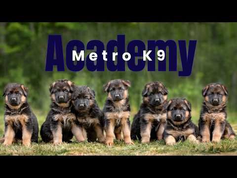 Metro K9 Academy: Not every dog is bred equal.