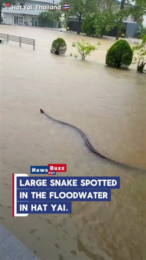 Flood-Driven Python Spotted in Hat Yai, Thailand — Incredible Footage