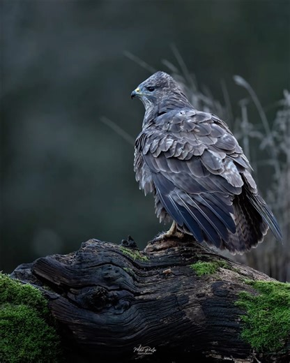 Mike Phelps on Instagram: "This female buzzard is an absolute tank! A very impressive bird that I’ve been lucky enough to follow since 2013!"