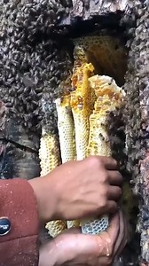 5.5K views · 53 reactions | Harvest honey from giant bees. | Kasnaty Sugar | Facebook