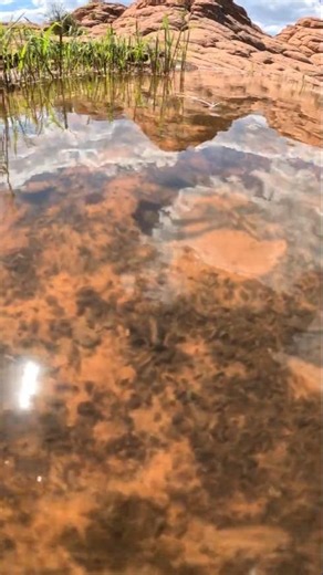 Water Pocket at White Pocket ~ Triops Fun Facts