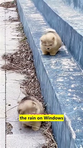 Will you adopt my drooly smile🥰 #pet #hot #viral