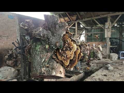 Industrial Sawmill Process Transforming a Rare Shaped Log into High Value Solid Wood