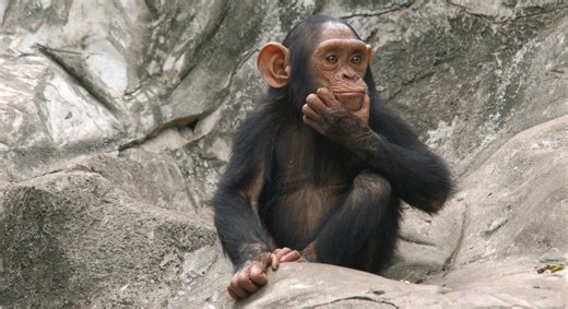 Was Aristoteles nicht wusste: Auch Schimpansen denken rational